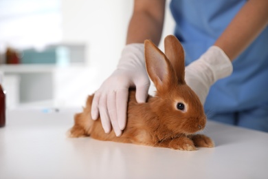 Photo of Professional veterinarian examining bunny in clinic, closeup