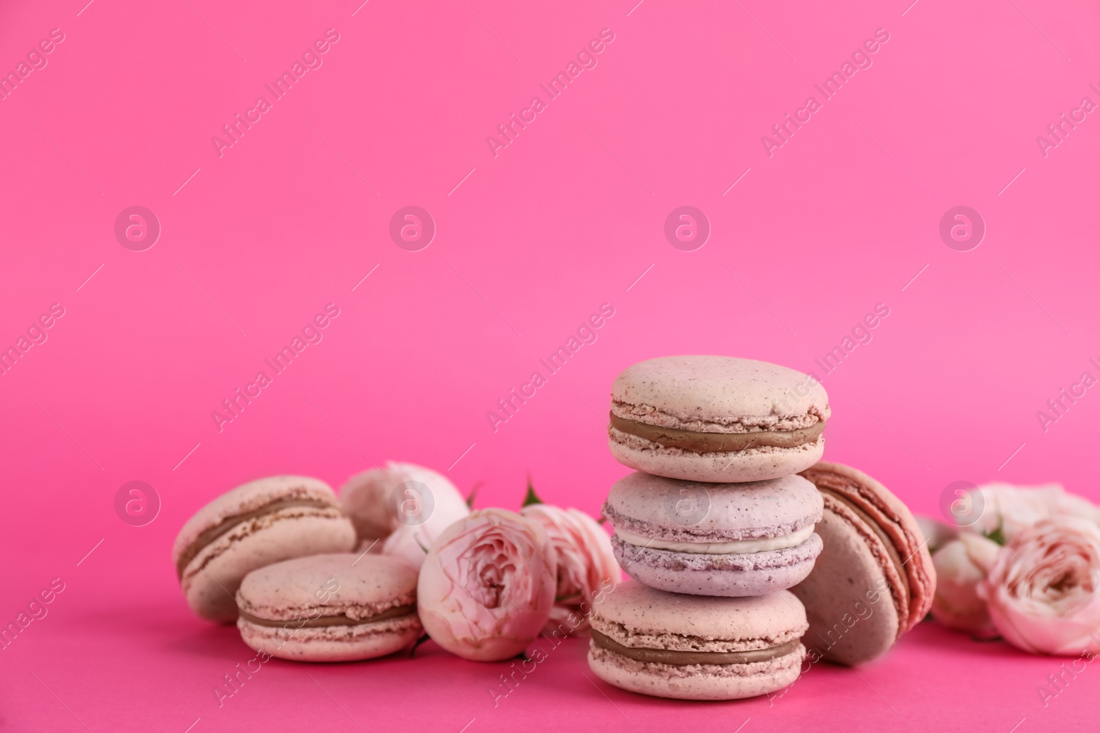 Photo of Delicious macarons and roses on pink background, space for text