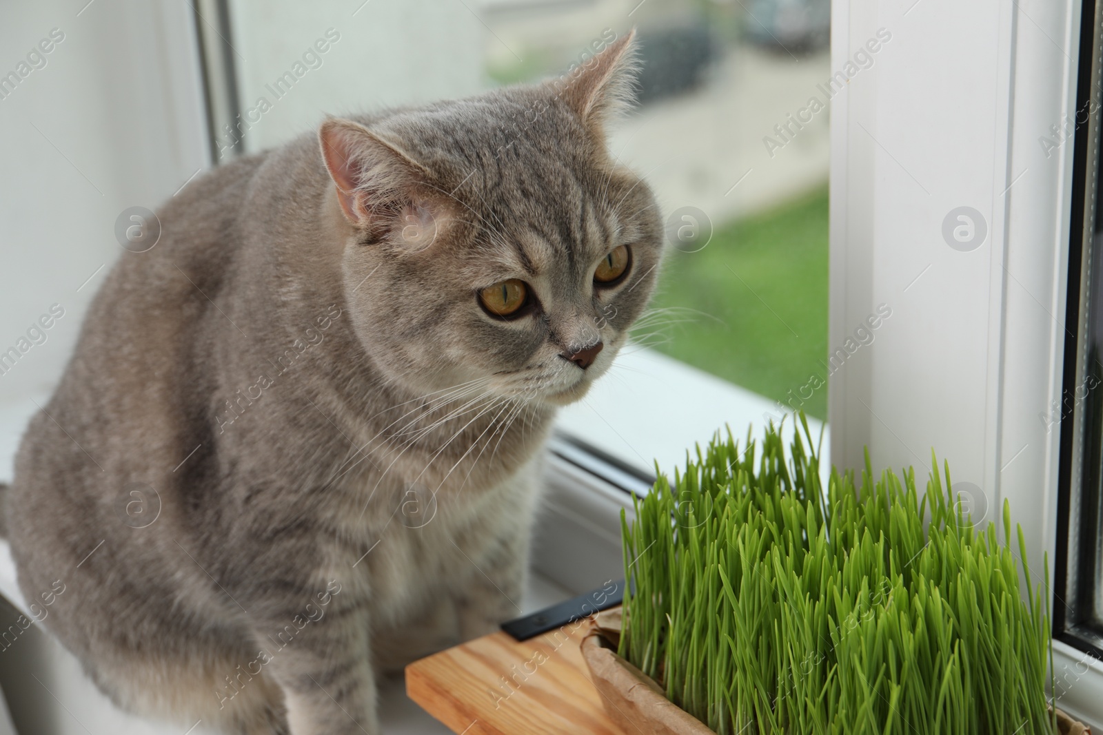 Photo of Cute cat near fresh green grass on windowsill indoors