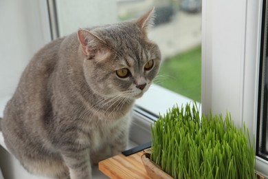 Photo of Cute cat near fresh green grass on windowsill indoors