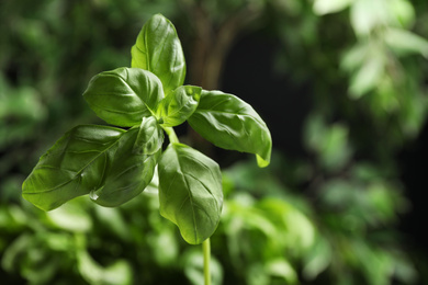 Photo of Fresh green basil on blurred background, closeup