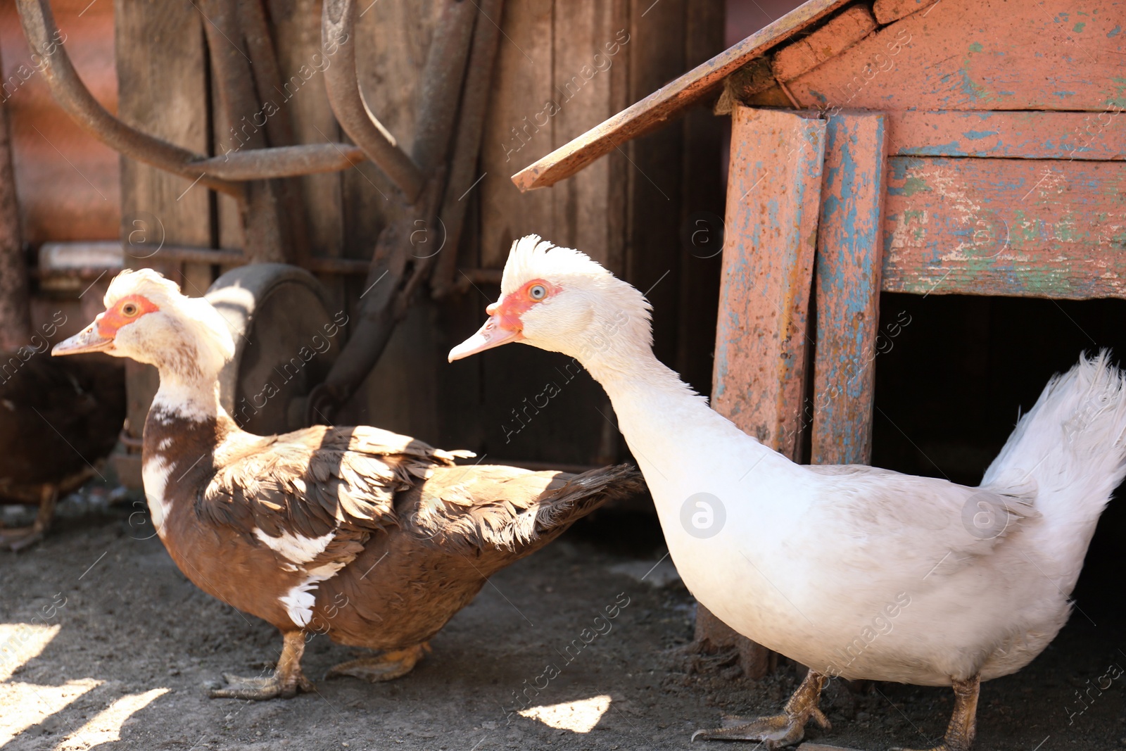 Photo of Two beautiful muscovy ducks in yard. Domestic animals