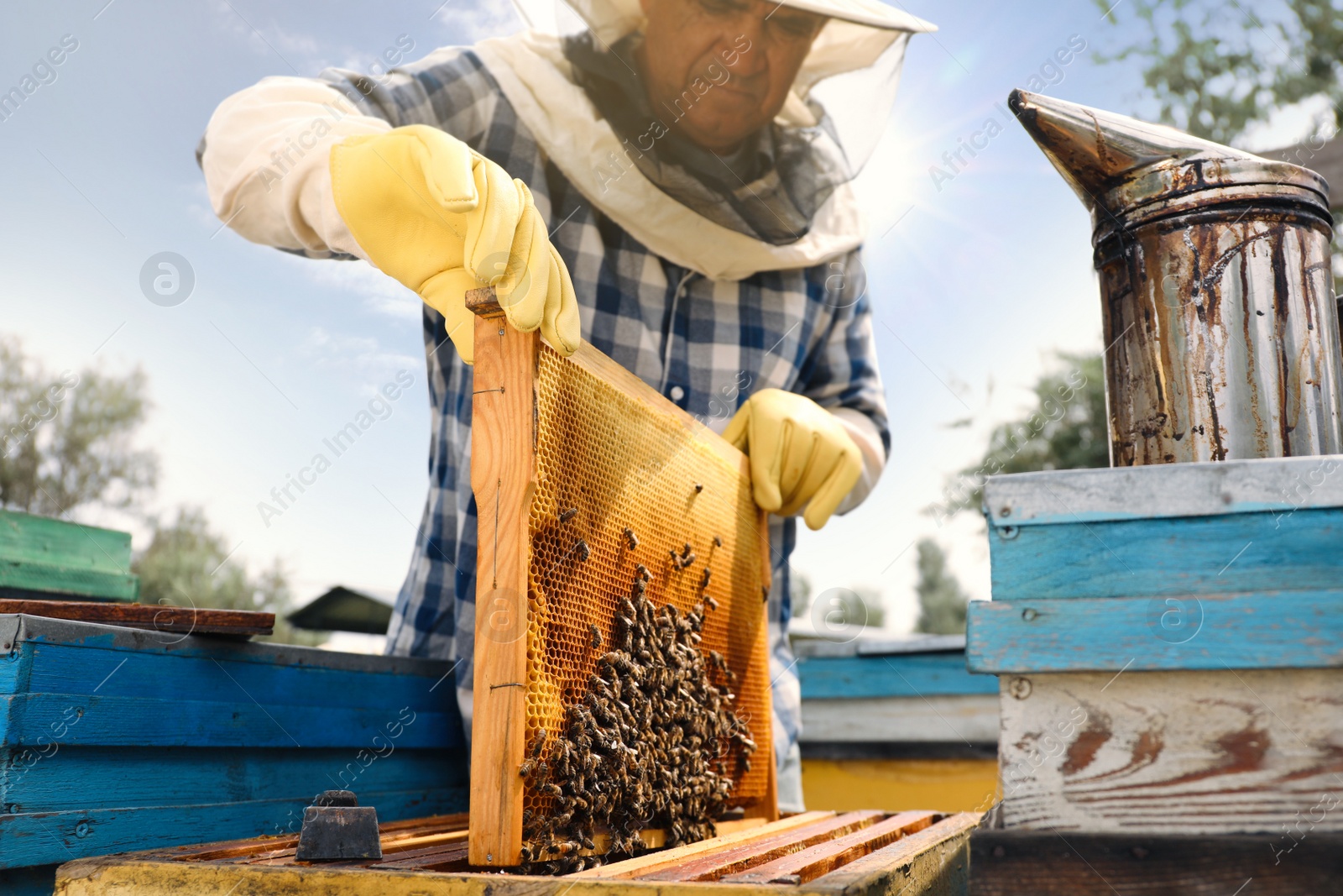 Photo of Beekeeper taking frame from hive at apiary. Harvesting honey