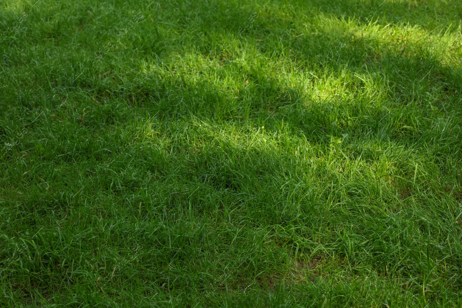 Photo of Fresh green grass growing outdoors in summer