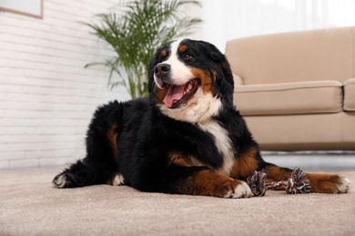Photo of Bernese mountain dog with toy on carpet in living room