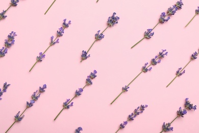 Beautiful lavender flowers on pink background, flat lay