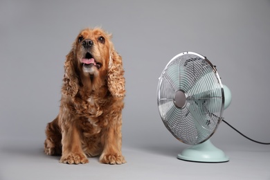 Photo of English Cocker Spaniel enjoying air flow from fan on grey background. Summer heat