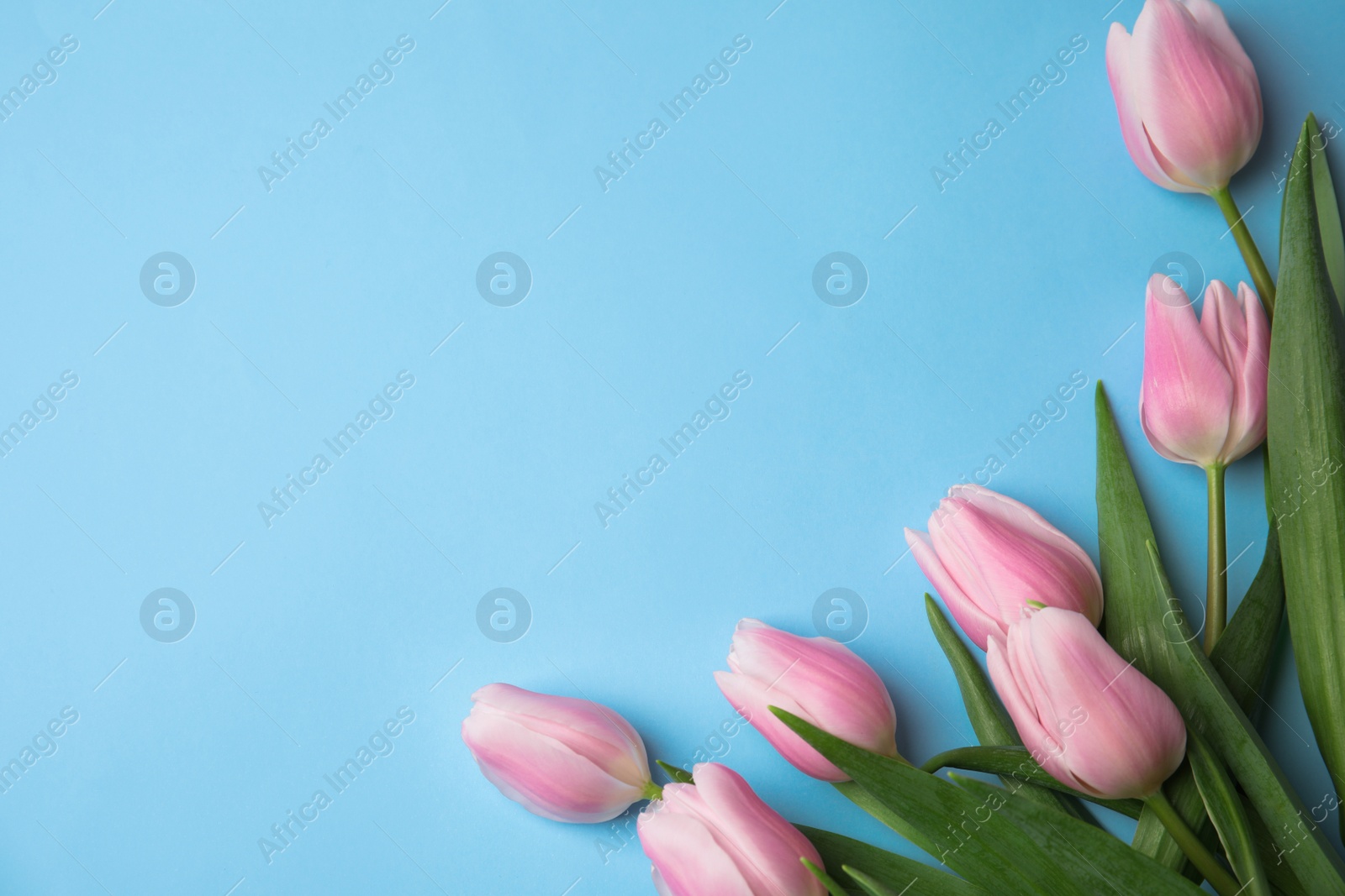 Photo of Beautiful pink spring tulips on light blue background, flat lay. Space for text