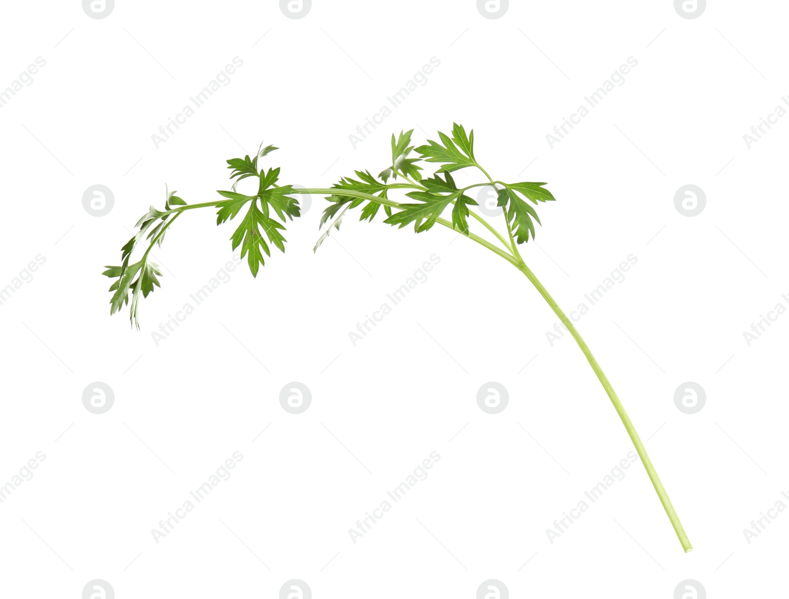 Photo of Fresh green organic parsley on white background