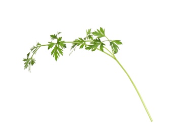 Photo of Fresh green organic parsley on white background