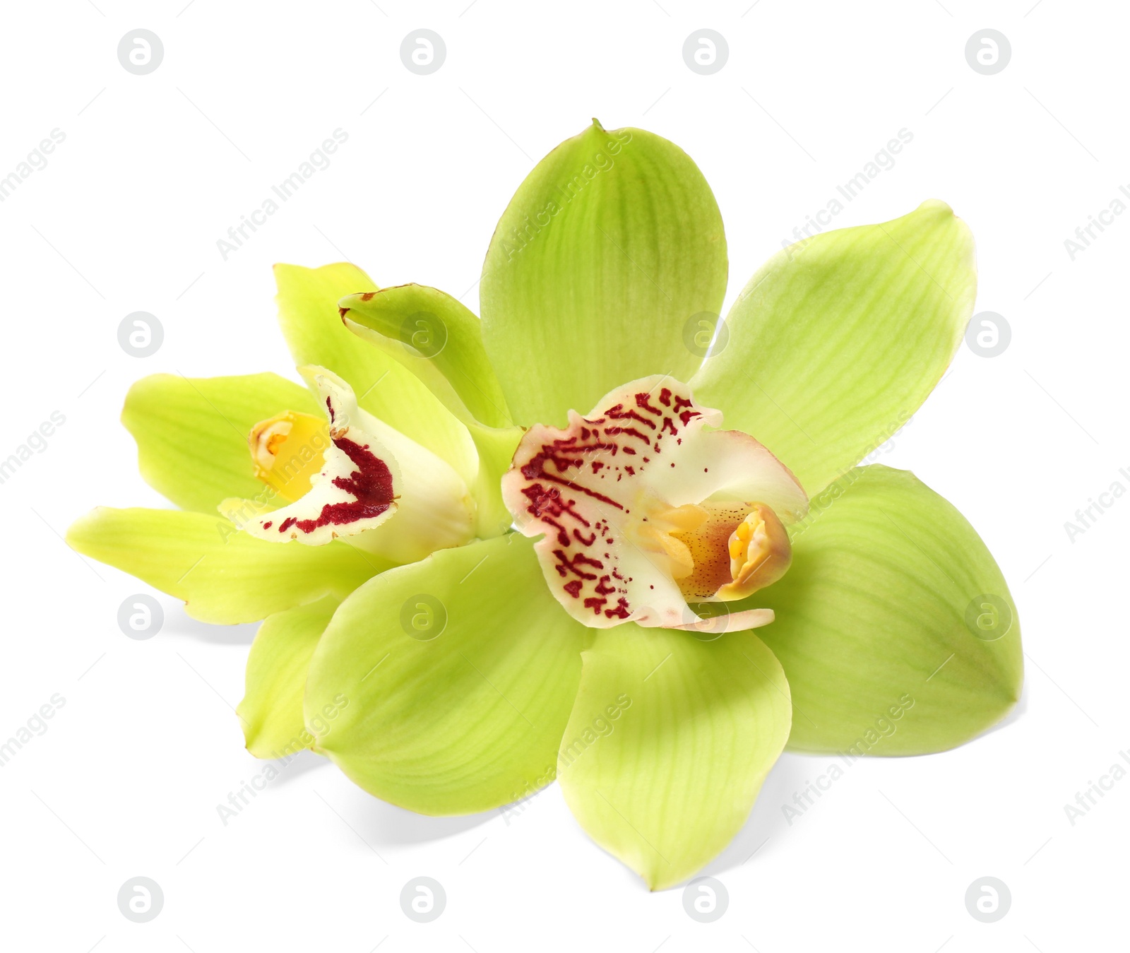 Photo of Beautiful tropical orchid flowers on white background