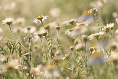 Photo of Beautiful chamomile flowers growing in spring meadow