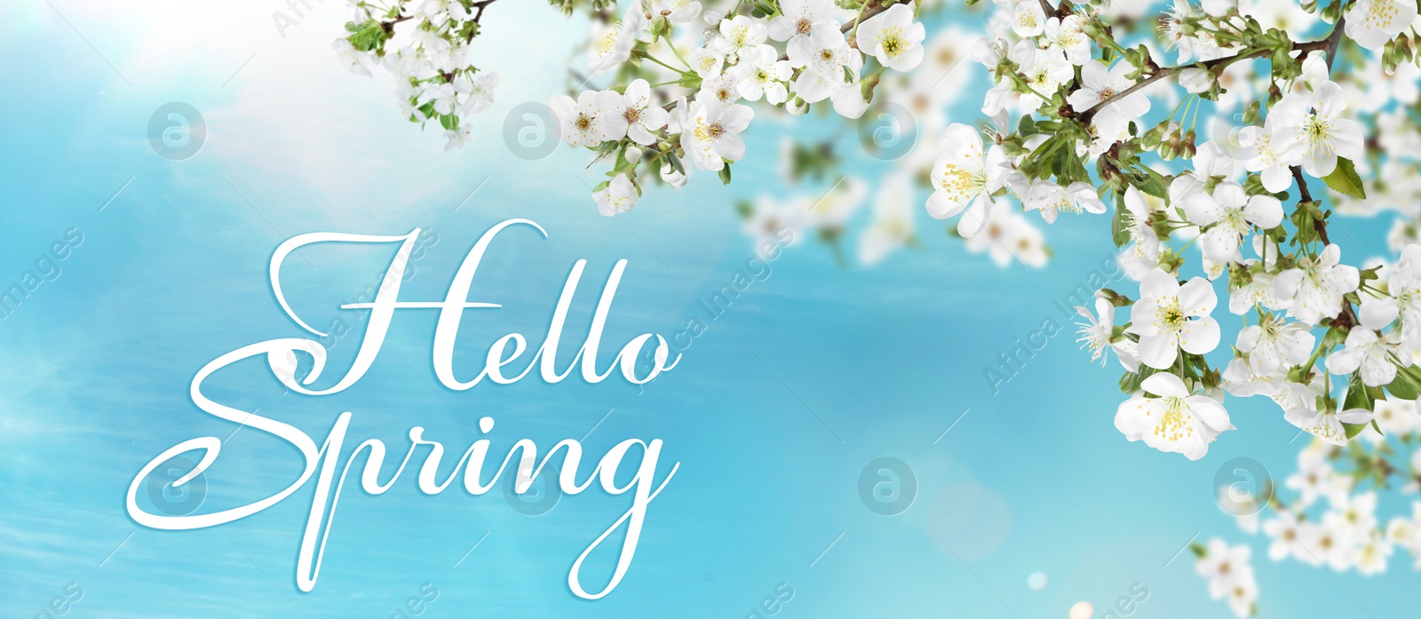 Image of Hello Spring. Tree branches with beautiful flowers outdoors, banner design