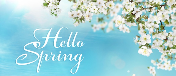 Hello Spring. Tree branches with beautiful flowers outdoors, banner design