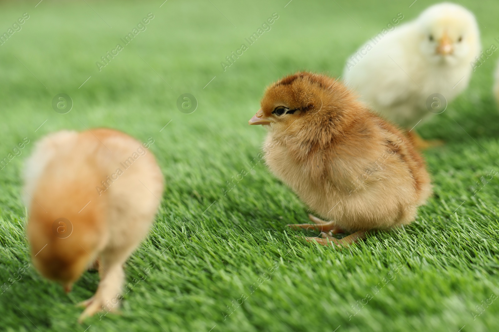 Photo of Many cute chicks on green artificial grass outdoors, closeup. Baby animals