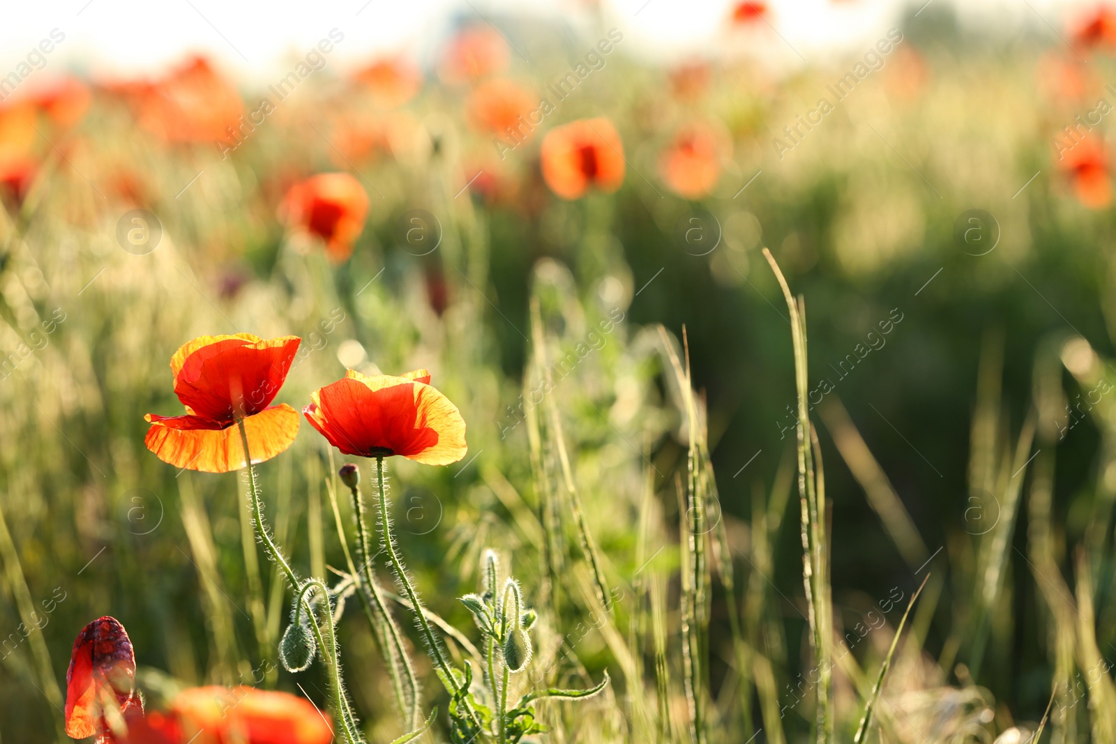 Photo of Beautiful blooming red poppy flowers in field. Space for text