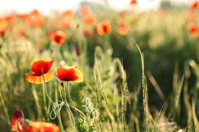 Beautiful blooming red poppy flowers in field. Space for text