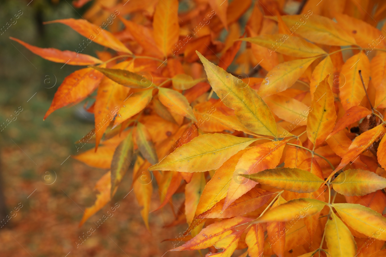 Photo of Tree with bright leaves outdoors on autumn day