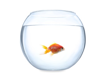 Beautiful bright small goldfish in round glass aquarium isolated on white