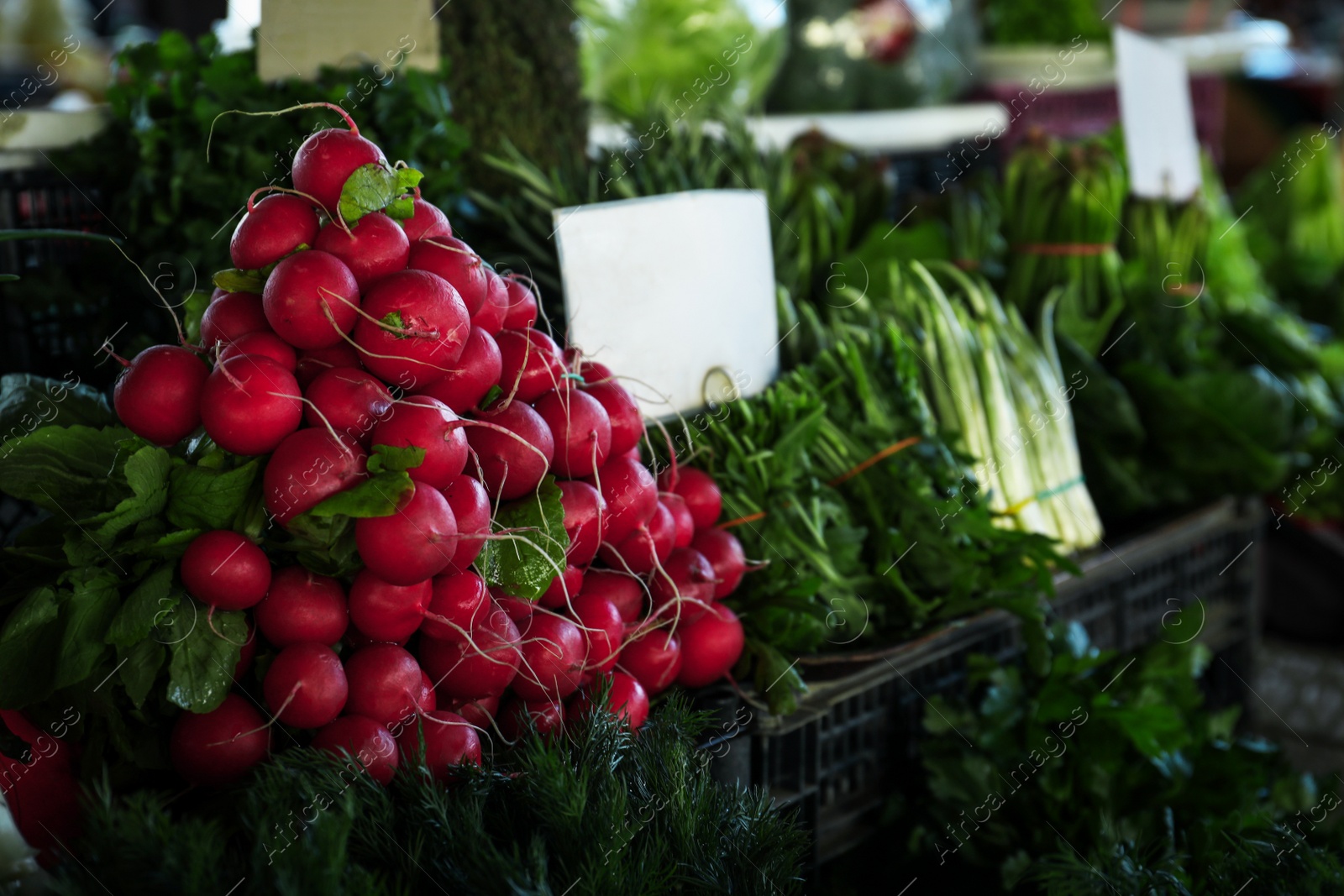 Photo of Fresh ripe vegetables on counter at wholesale market