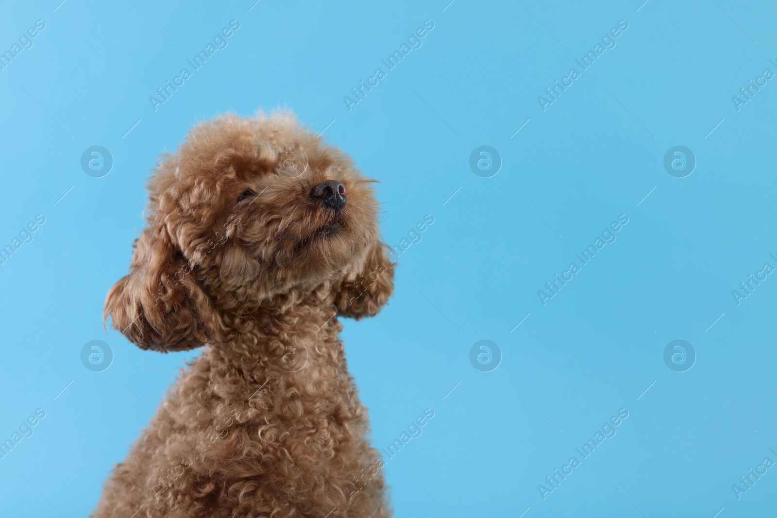 Photo of Cute Maltipoo dog on light blue background, space for text. Lovely pet