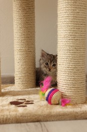 Cute fluffy kitten with toy near cat tree at home