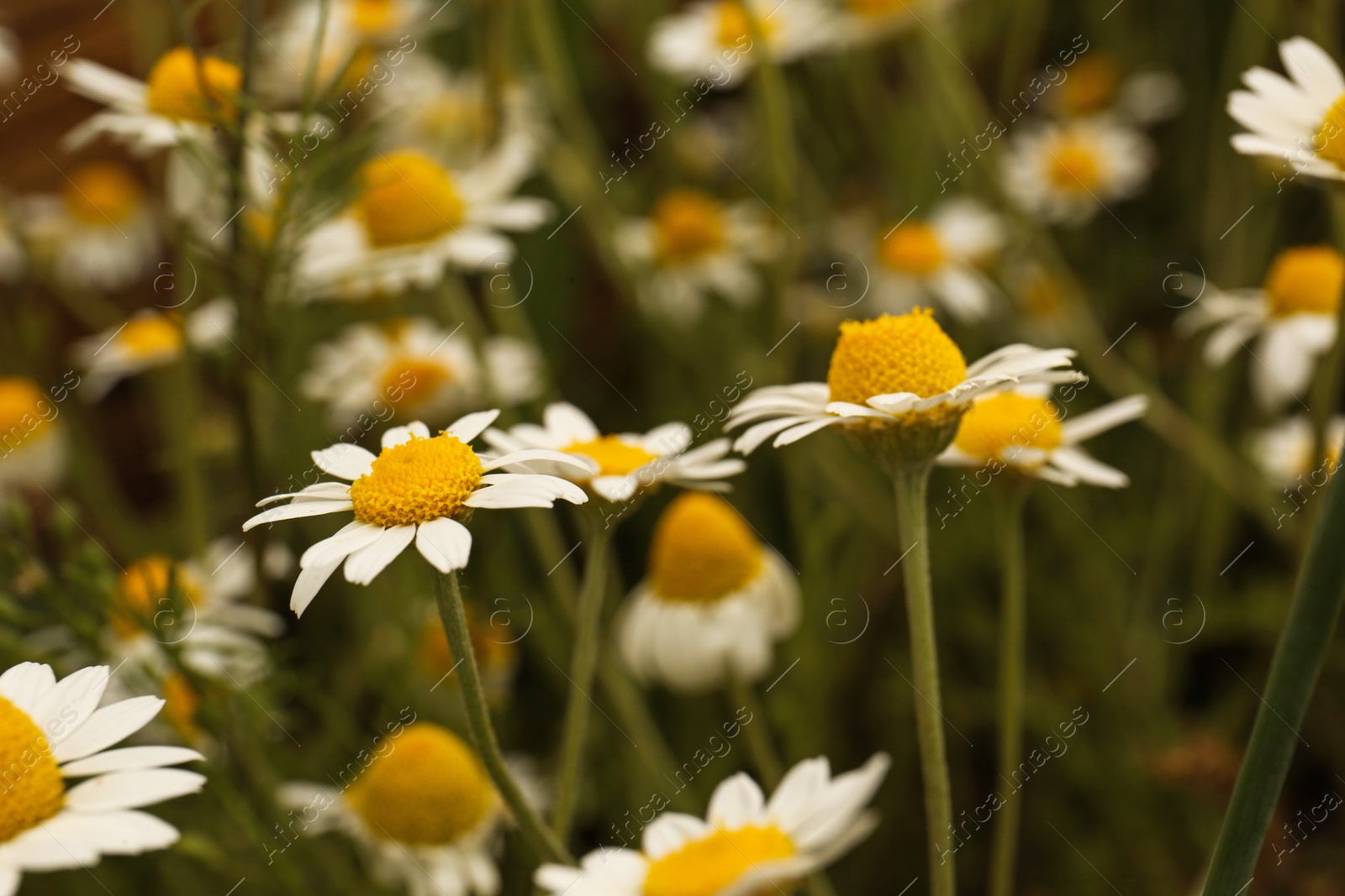 Photo of Beautiful chamomile flowers growing in field, closeup