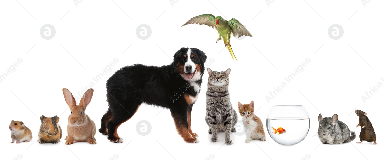 Image of Group of different domestic animals on white background, collage