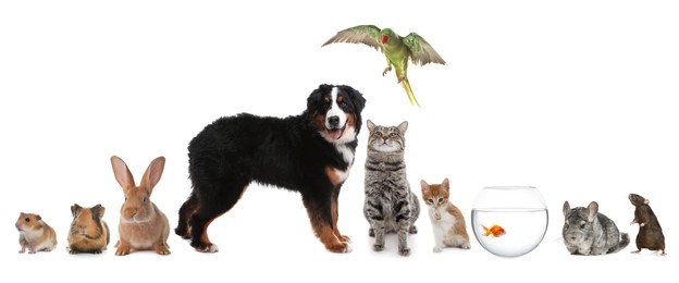 Group of different domestic animals on white background, collage