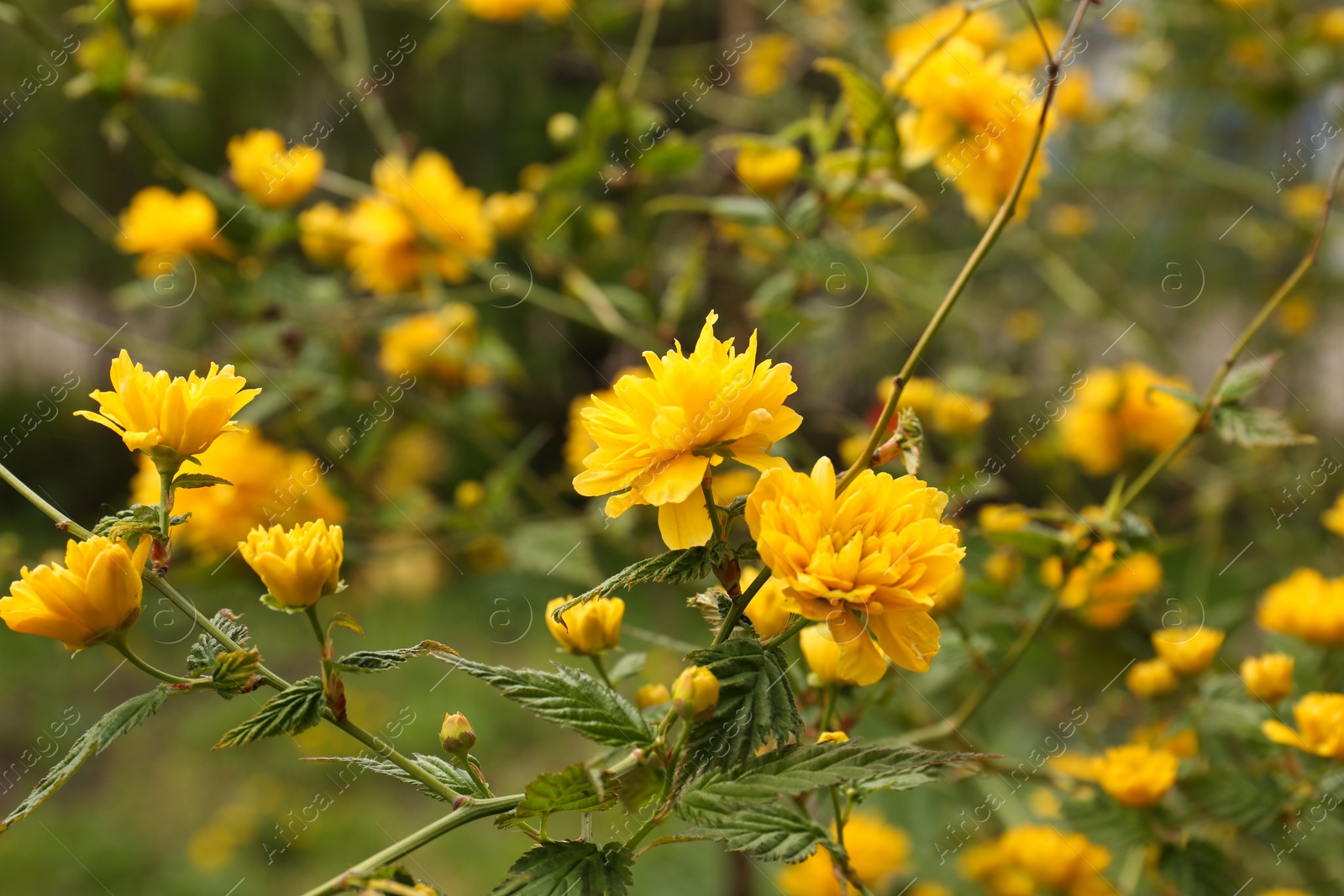 Photo of Closeup view of beautiful blooming kerria japonica bush with yellow flowers outdoors on spring day