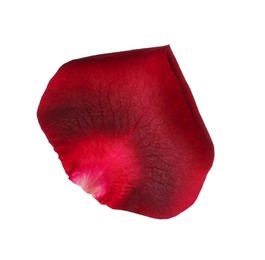 Photo of Red rose flower petal on white background