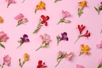 Photo of Flat lay composition with beautiful alstroemeria flowers on pale pink background