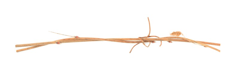 Photo of Two dry tree twigs on white background