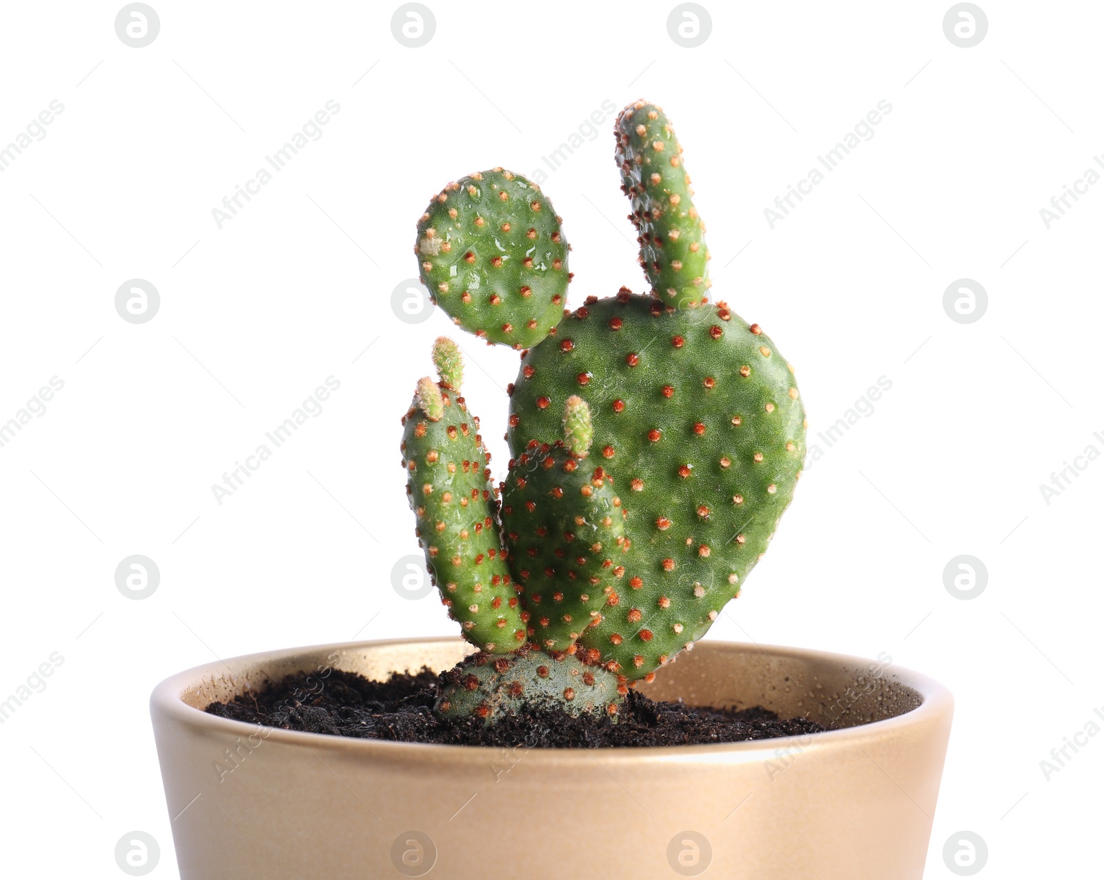 Photo of Beautiful green exotic cactus in pot isolated on white