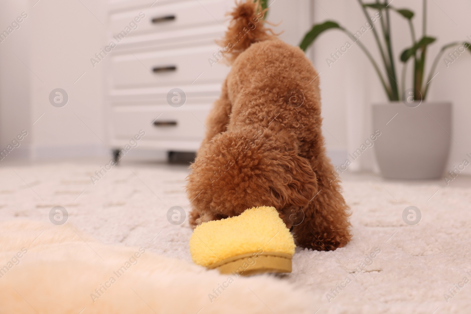 Photo of Cute Maltipoo dog gnawing yellow slipper at home, space for text. Lovely pet