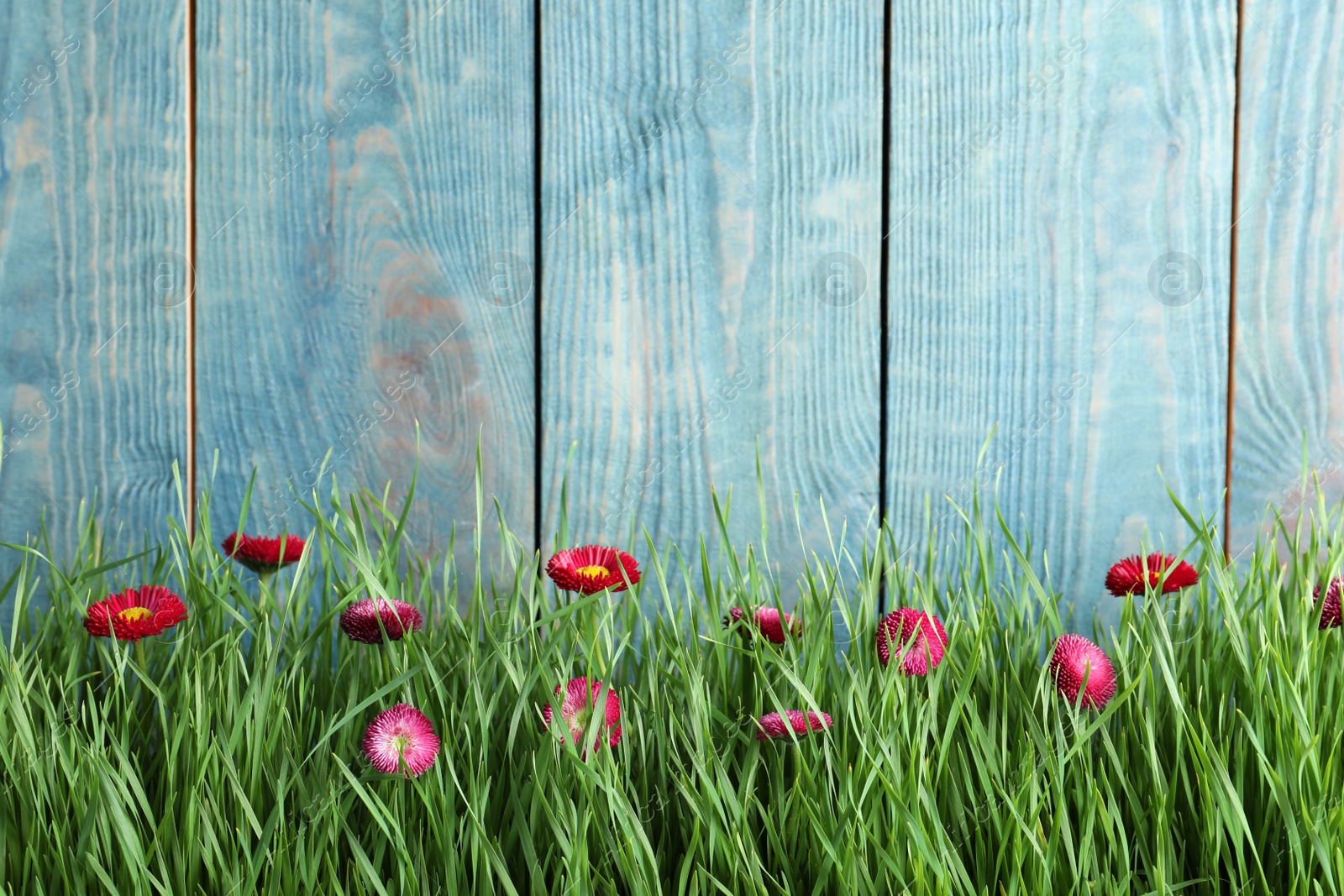 Photo of Vibrant green grass with beautiful flowers against color wooden background, space for text