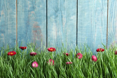 Photo of Vibrant green grass with beautiful flowers against color wooden background, space for text