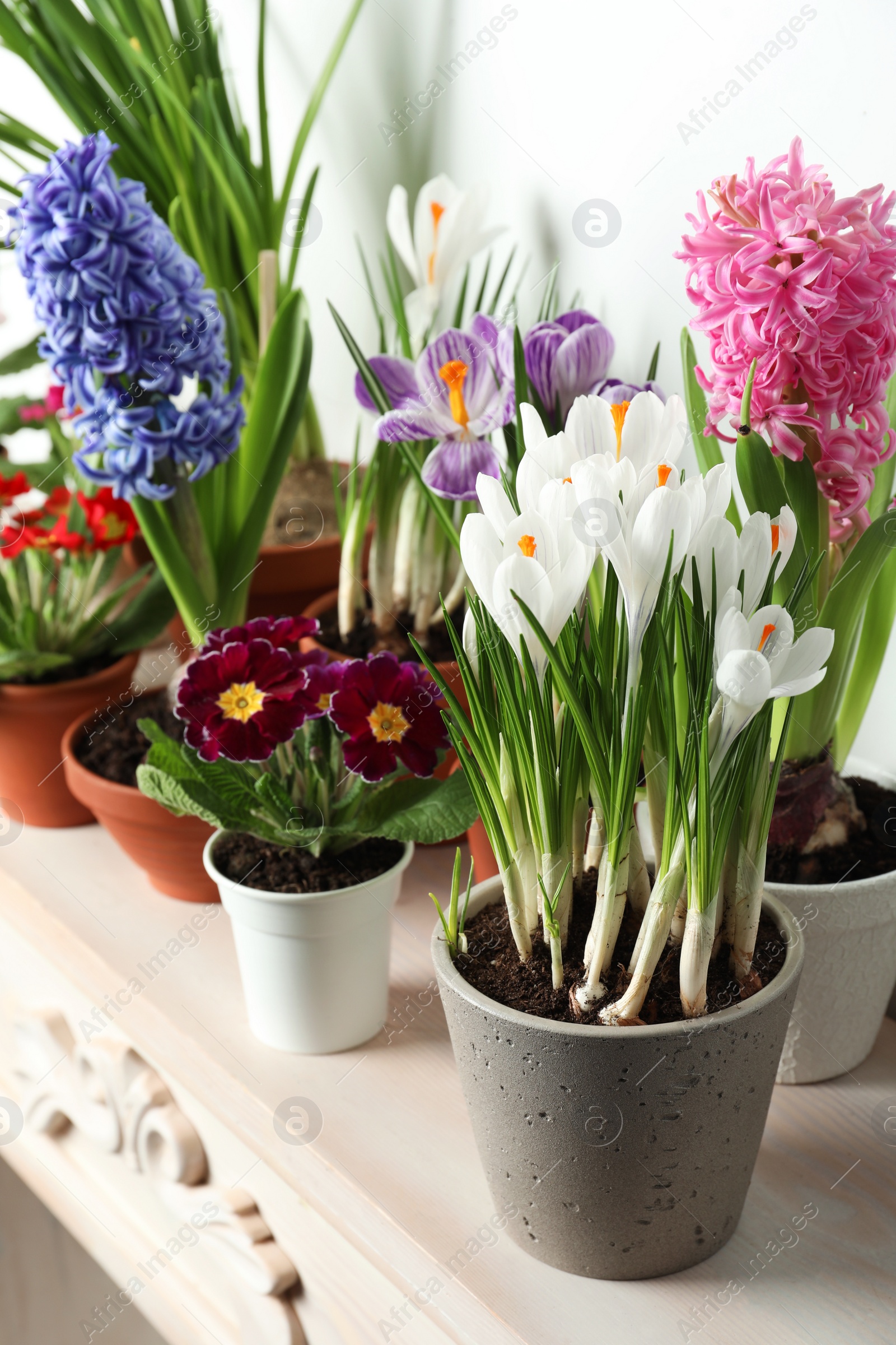 Photo of Different beautiful potted flowers on table near white wall