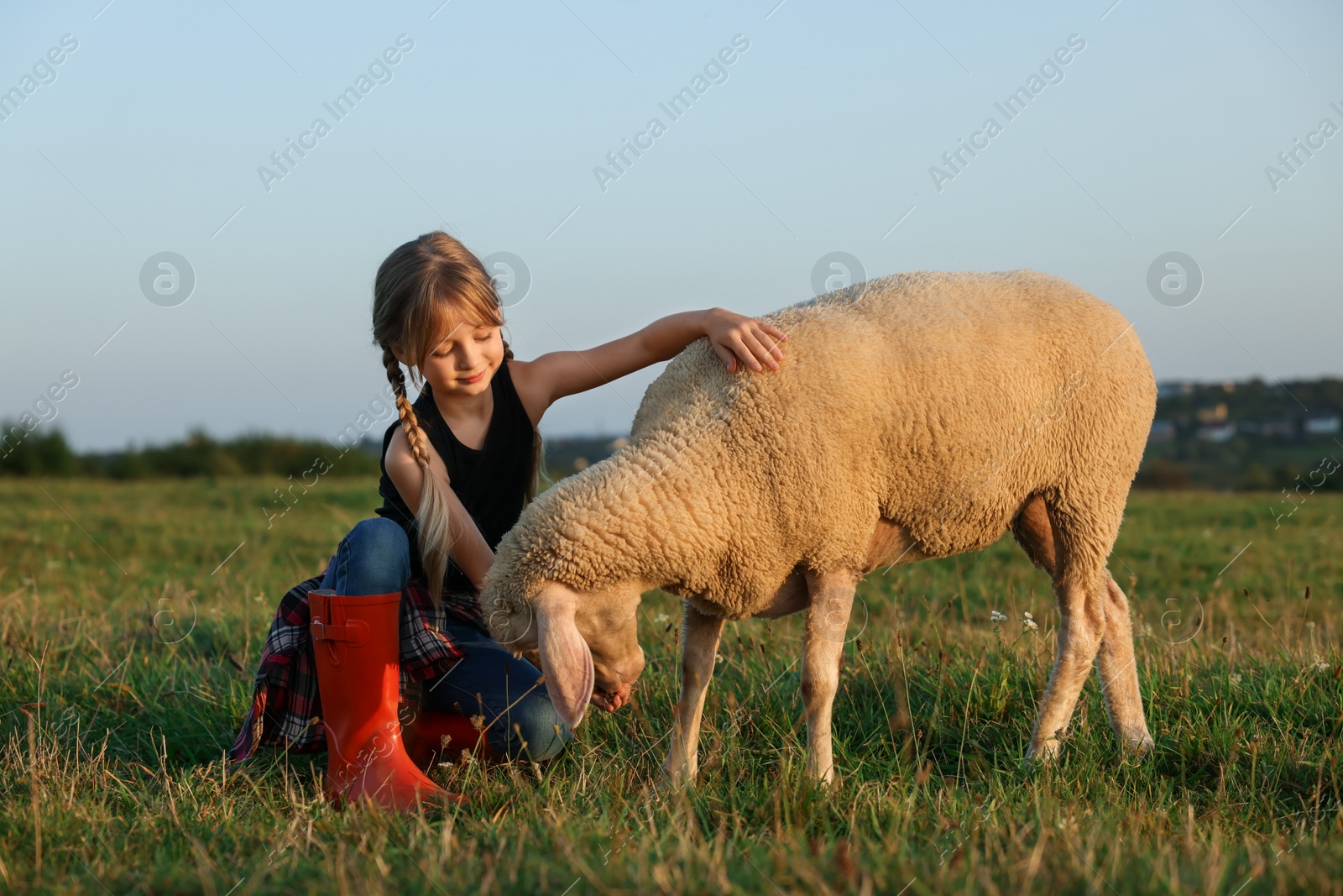 Photo of Girl feeding sheep on pasture. Farm animal