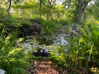 Photo of Plants growing near beautiful pond outdoors on summer day