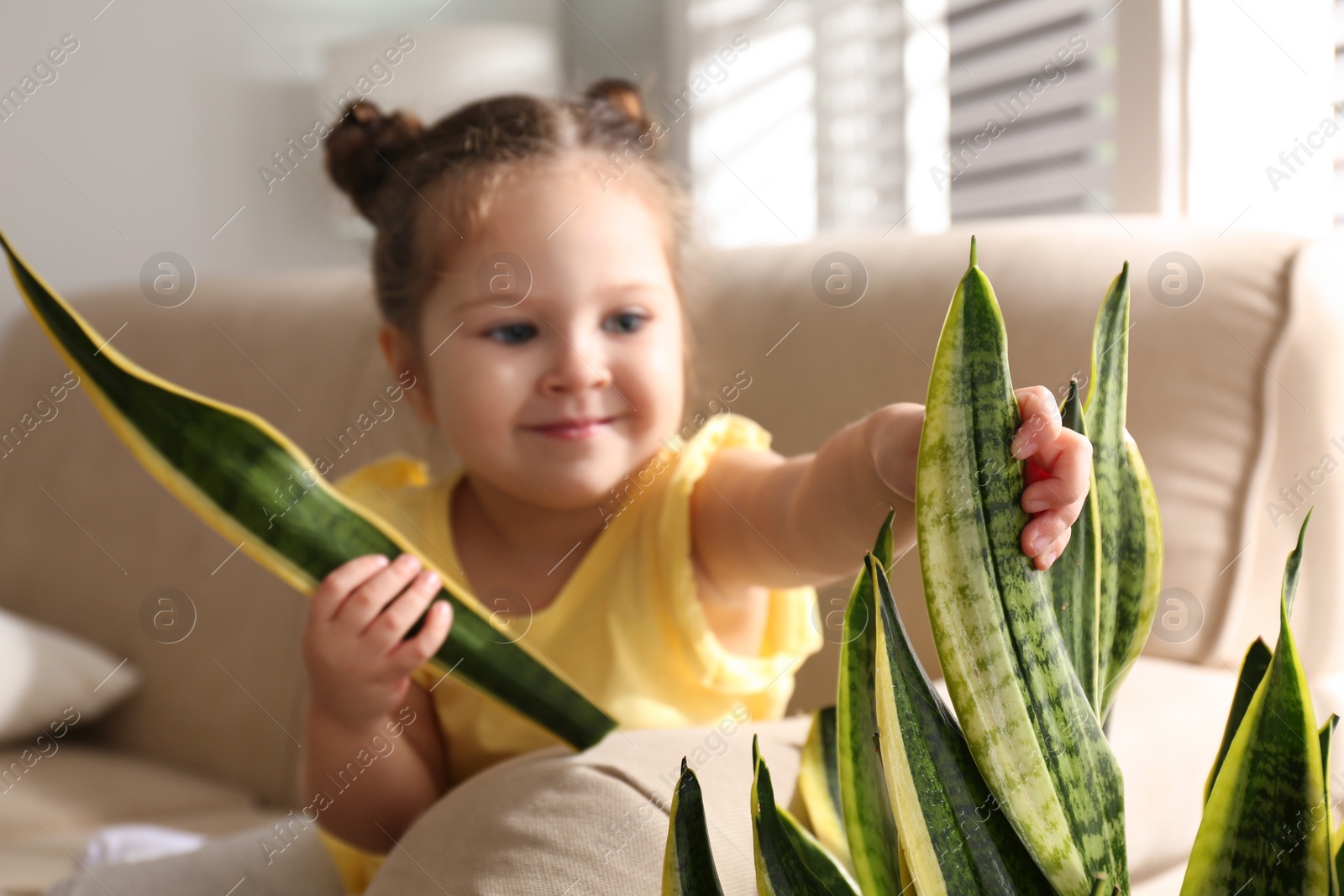 Photo of Little girl breaking houseplant at home, closeup