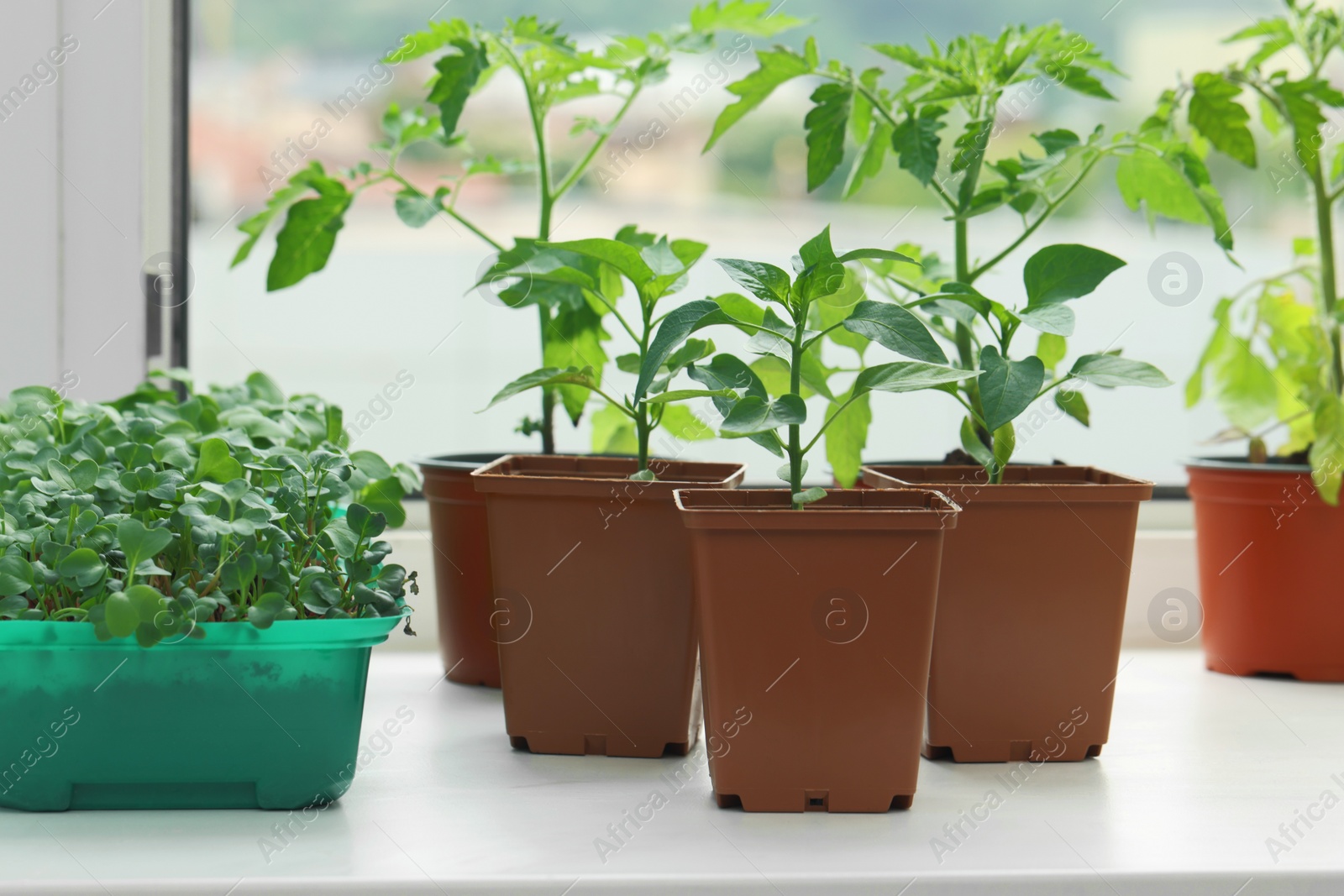 Photo of Different seedlings growing in plastic containers with soil on windowsill indoors