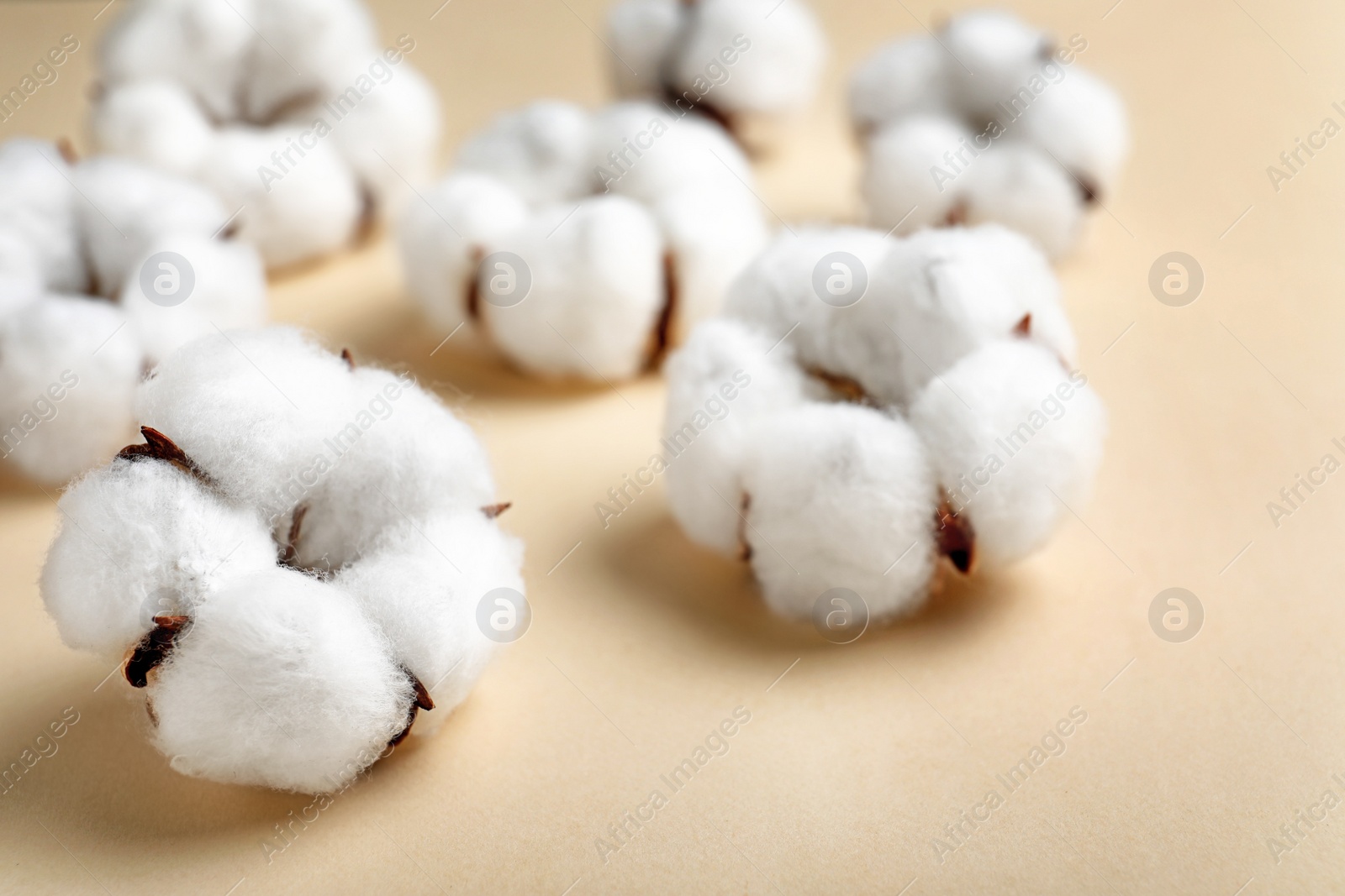 Photo of Fluffy cotton flowers on beige background, closeup
