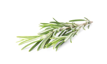 Fresh green rosemary twig on white background