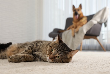 Photo of Tabby cat on floor and dog on sofa in living room