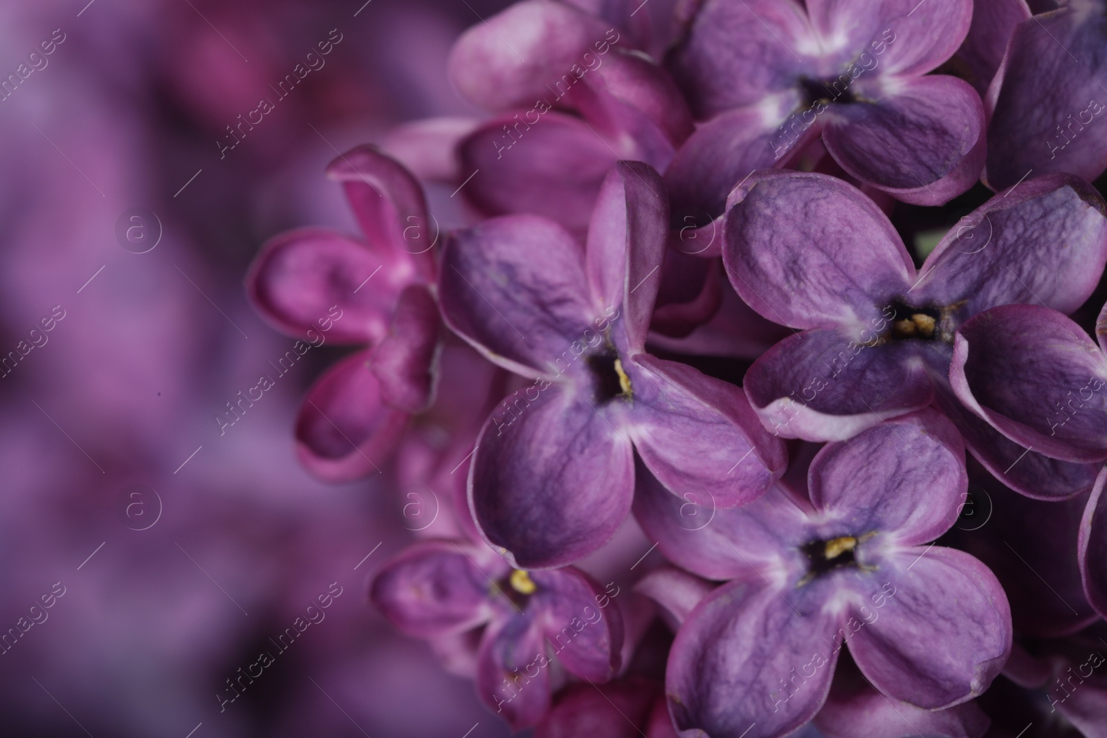 Photo of Closeup view of beautiful blossoming lilac as background