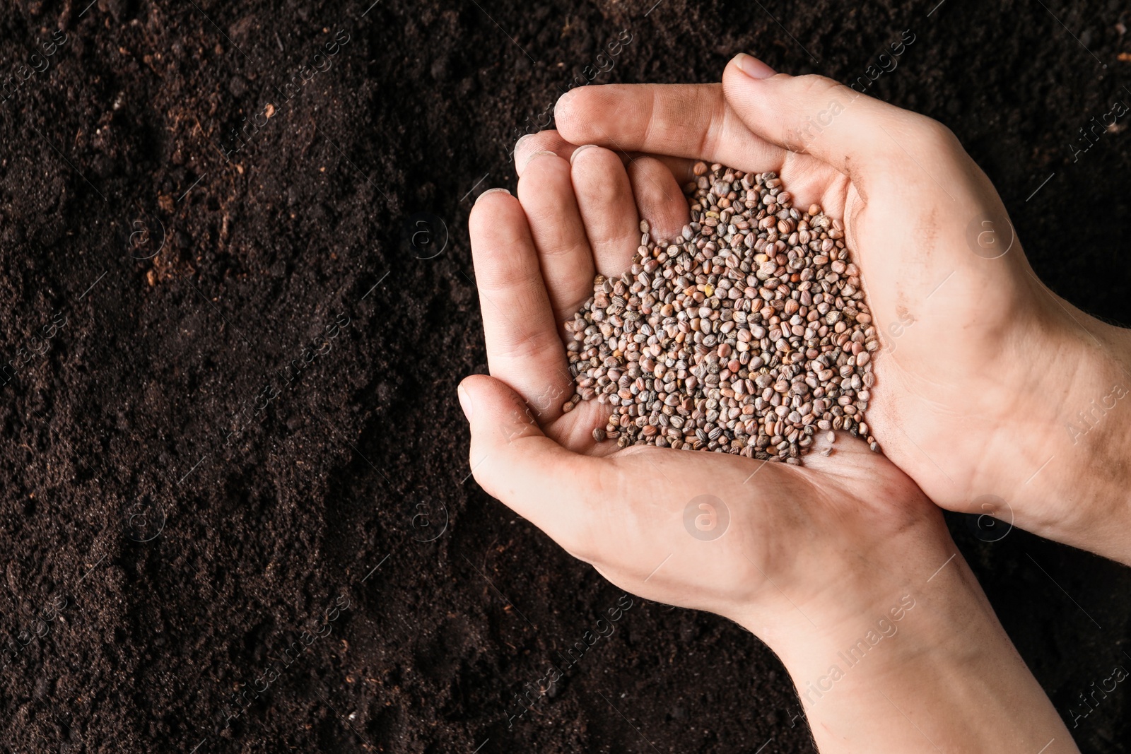 Photo of Woman holding pile of radish seeds over soil, top view with space for text. Vegetable planting