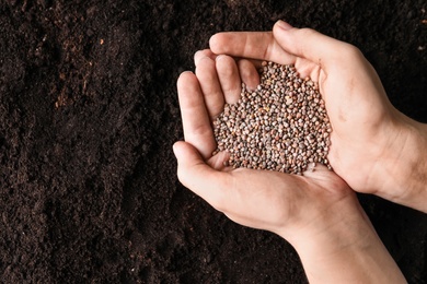 Photo of Woman holding pileradish seeds over soil, top view with space for text. Vegetable planting