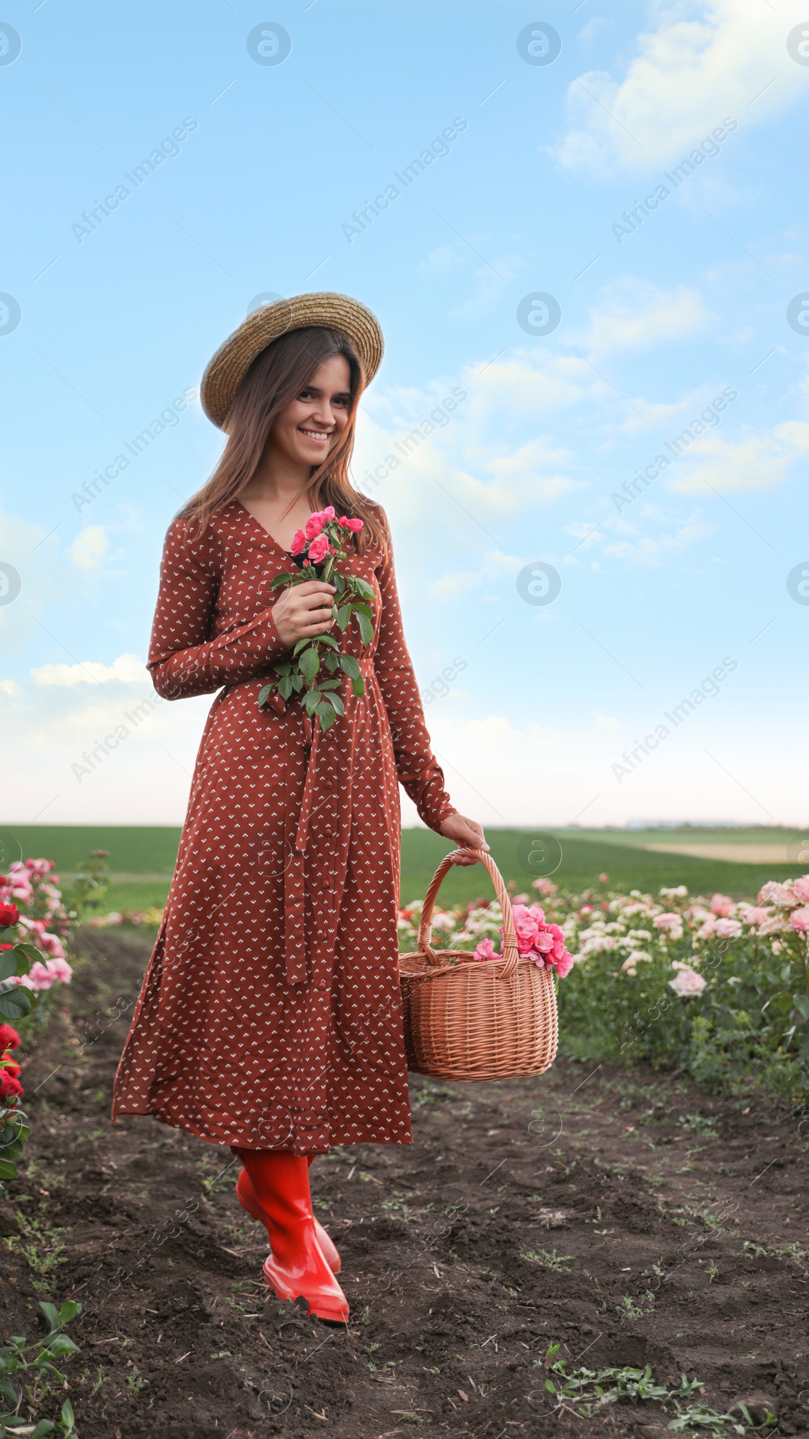 Photo of Woman with basket of roses in beautiful blooming field