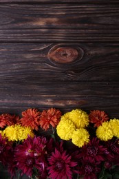 Photo of Flat lay composition with different beautiful chrysanthemum flowers on wooden table. Space for text